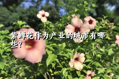 紫蝉花作为产业的城市有哪些？