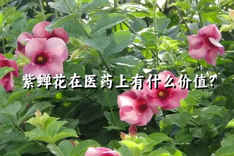 紫蝉花在医药上有什么价值？