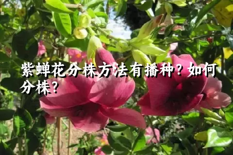 紫蝉花分株方法有播种？如何分株？