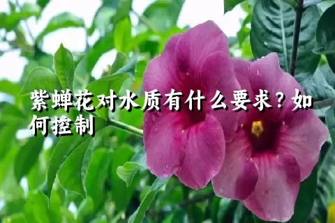 紫蝉花对水质有什么要求？如何控制