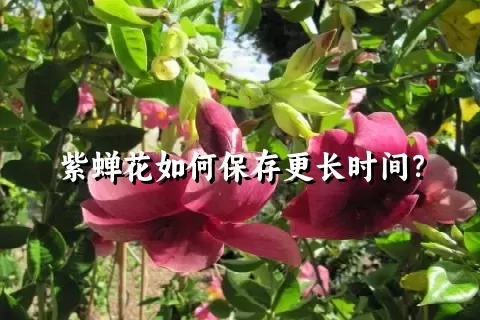 紫蝉花如何保存更长时间？
