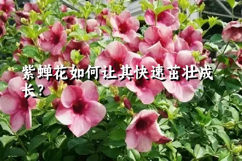 紫蝉花如何让其快速茁壮成长？