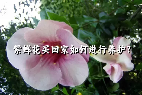 紫蝉花买回家如何进行养护？
