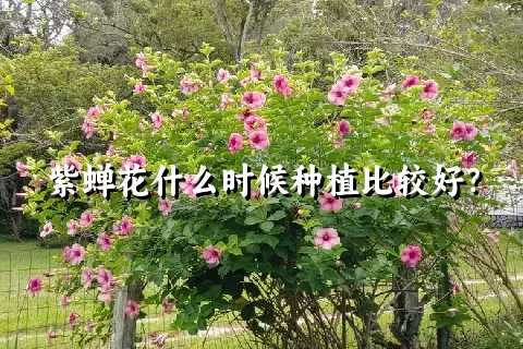 紫蝉花什么时候种植比较好？