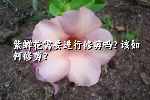 紫蝉花需要进行修剪吗？该如何修剪？