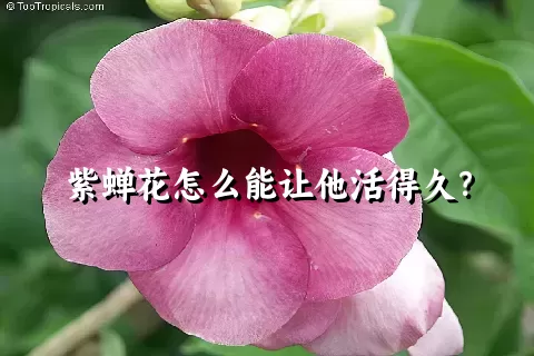 紫蝉花怎么能让他活得久？