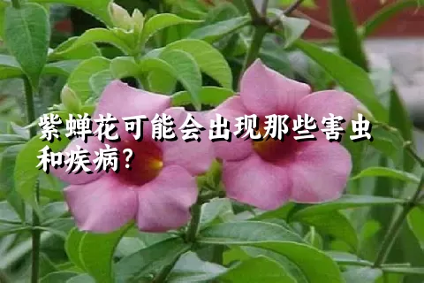 紫蝉花可能会出现那些害虫和疾病？