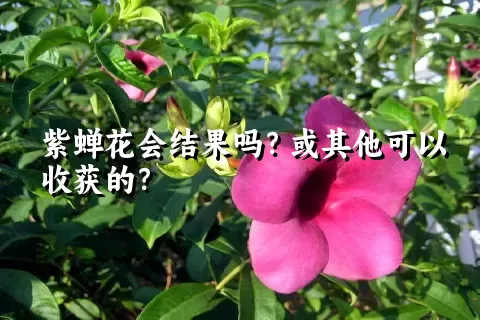 紫蝉花会结果吗？或其他可以收获的？