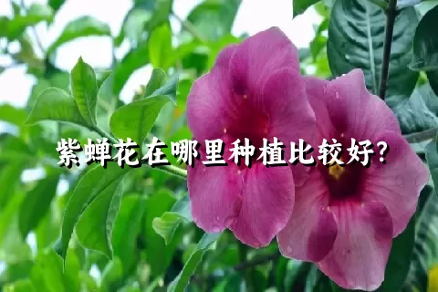 紫蝉花在哪里种植比较好？