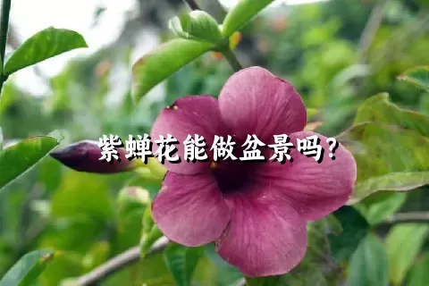 紫蝉花能做盆景吗？