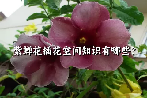 紫蝉花插花空间知识有哪些？