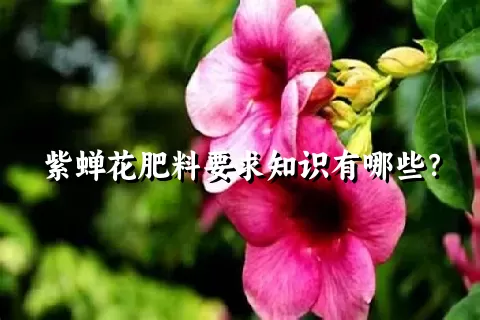 紫蝉花肥料要求知识有哪些？