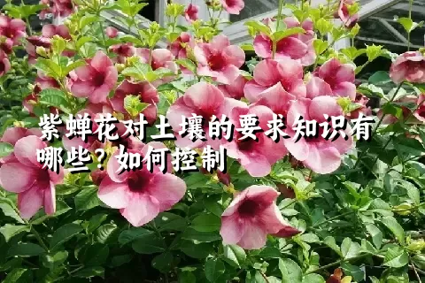 紫蝉花对土壤的要求知识有哪些？如何控制