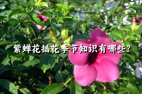 紫蝉花插花季节知识有哪些？