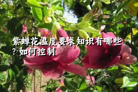 紫蝉花温度要求知识有哪些？如何控制