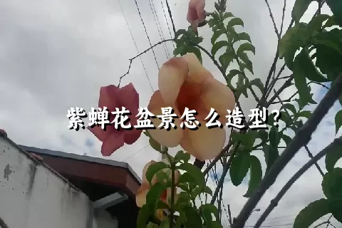 紫蝉花盆景怎么造型？