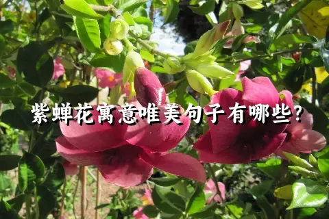 紫蝉花寓意唯美句子有哪些？