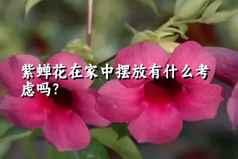 紫蝉花在家中摆放有什么考虑吗？