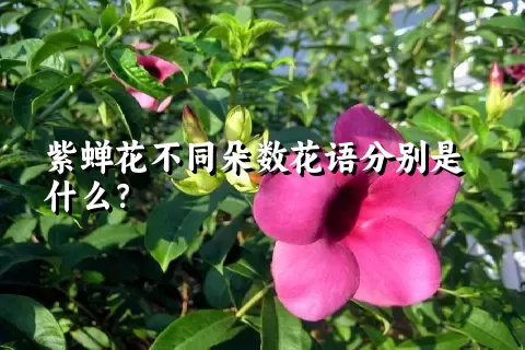 紫蝉花不同朵数花语分别是什么？