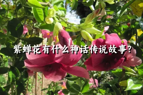 紫蝉花有什么神话传说故事？