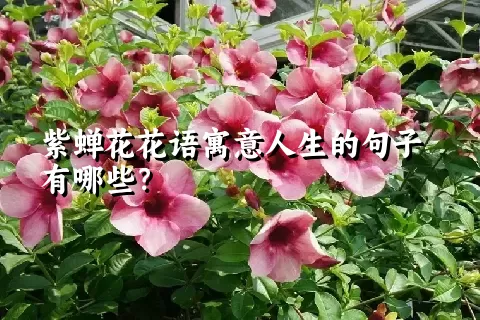紫蝉花花语寓意人生的句子有哪些？