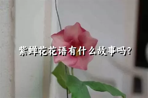 紫蝉花花语有什么故事吗？