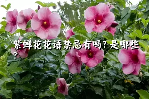 紫蝉花花语禁忌有吗？是哪些？