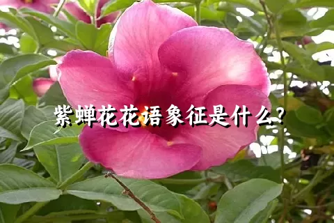 紫蝉花花语象征是什么？