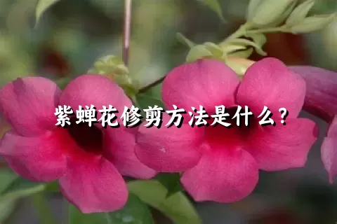 紫蝉花修剪方法是什么？