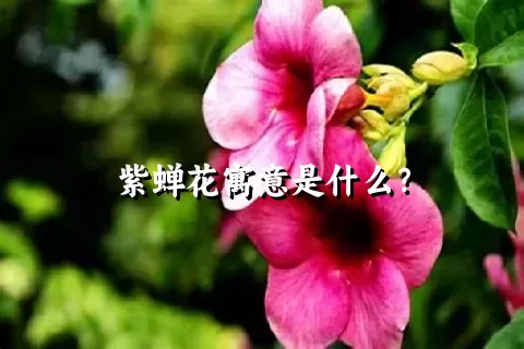 紫蝉花寓意是什么？