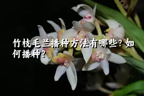 竹枝毛兰播种方法有哪些？如何播种？