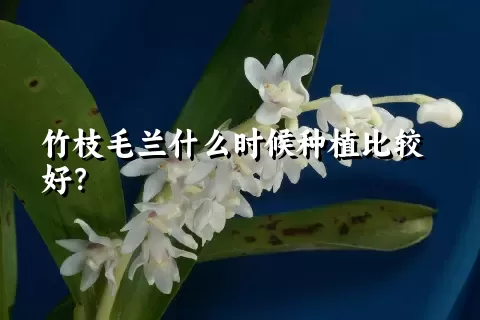 竹枝毛兰什么时候种植比较好？