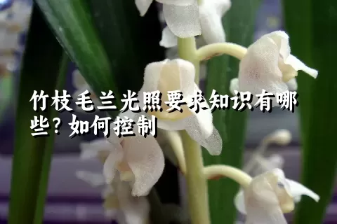 竹枝毛兰光照要求知识有哪些？如何控制