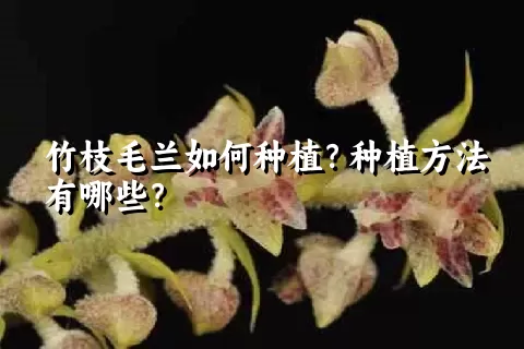 竹枝毛兰如何种植？种植方法有哪些？