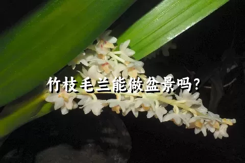 竹枝毛兰能做盆景吗？