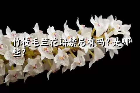 竹枝毛兰花语禁忌有吗？是哪些？