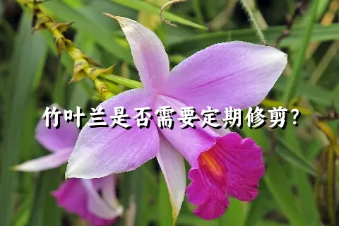 竹叶兰是否需要定期修剪？