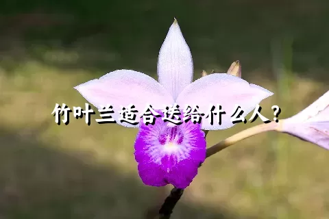 竹叶兰适合送给什么人？