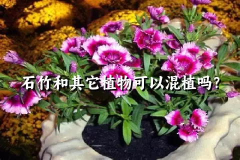 石竹和其它植物可以混植吗？