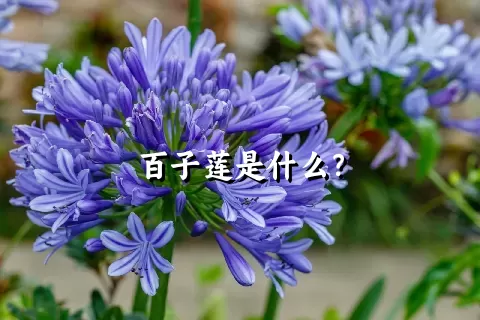 百子莲是什么？