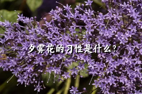 夕雾花的习性是什么？