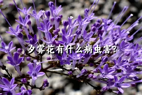 夕雾花有什么病虫害？