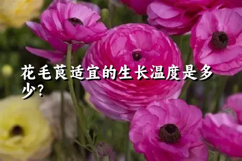 花毛茛适宜的生长温度是多少？