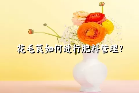 花毛茛如何进行肥料管理？