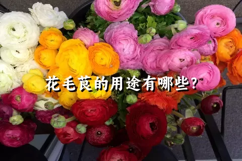 花毛茛的用途有哪些？