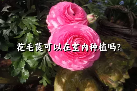 花毛茛可以在室内种植吗？