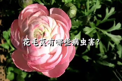 花毛茛有哪些病虫害？