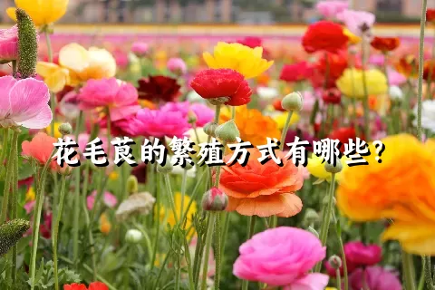 花毛茛的繁殖方式有哪些？