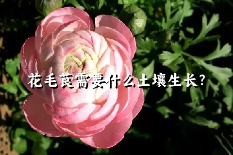 花毛茛需要什么土壤生长？