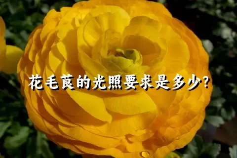 花毛茛的光照要求是多少？